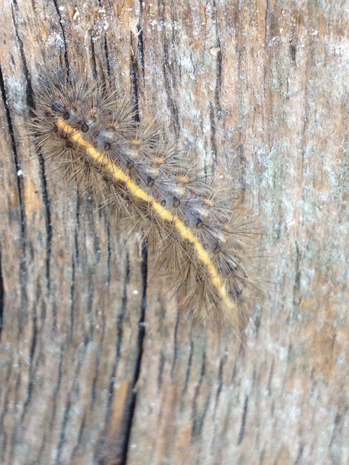 Bruco da identificare - Cfr. Phragmatobia fuliginosa, Erebidae Arctiinae